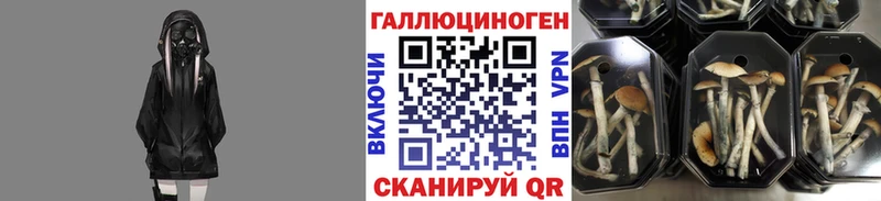 Галлюциногенные грибы Psilocybe KRAKEN зеркало Болотное